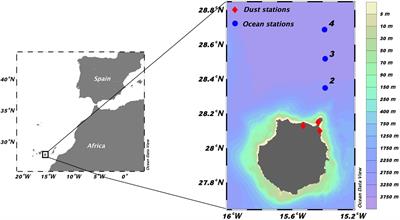 Plankton Community Changes From Warm to Cold Winters in the Oligotrophic Subtropical Ocean